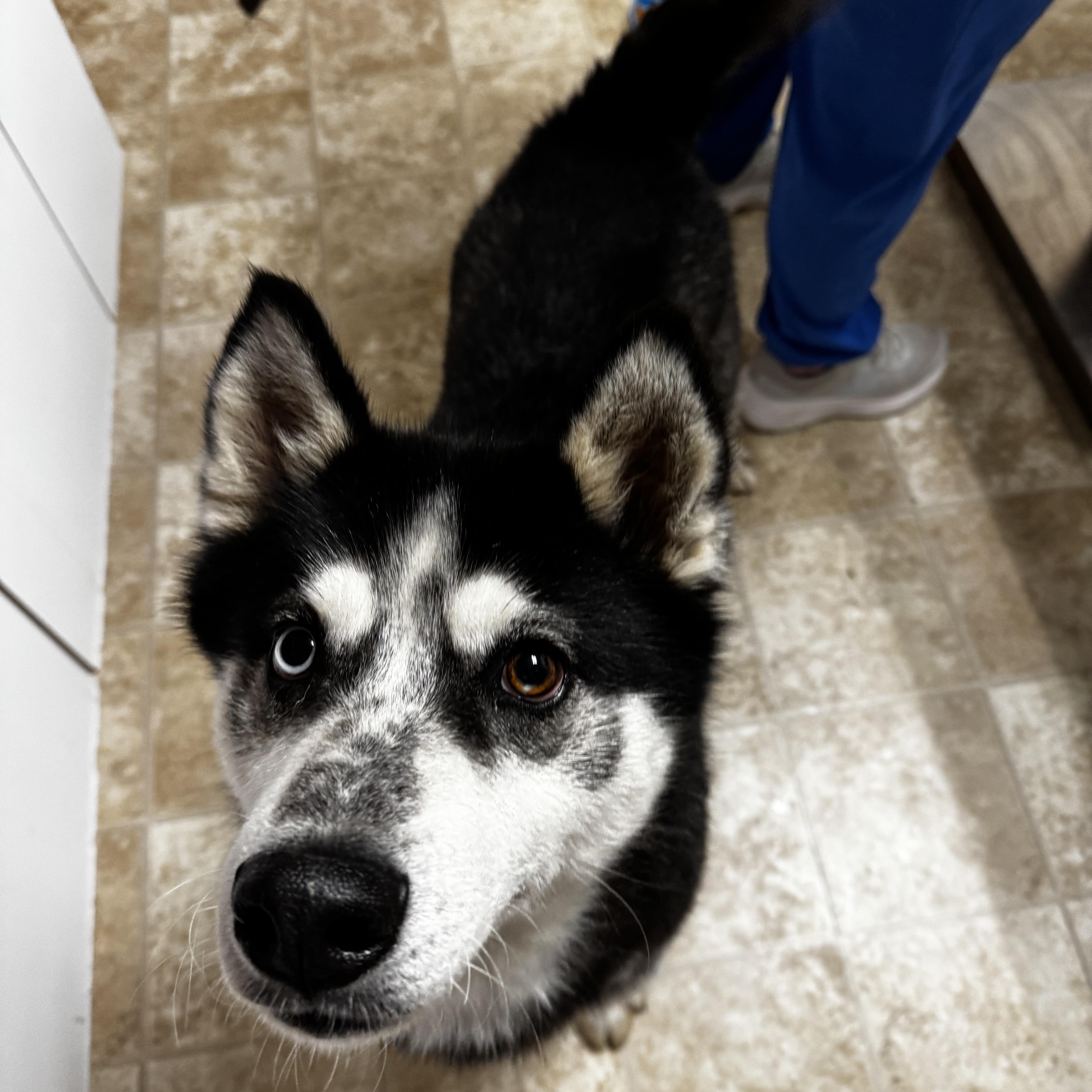 Dakota thumbnail 2