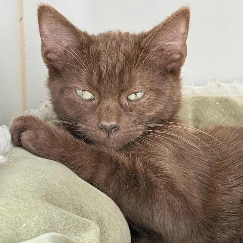 A baby small-sized male Domestic Short Hair cat named Cedar for adoption in Oakland, CA