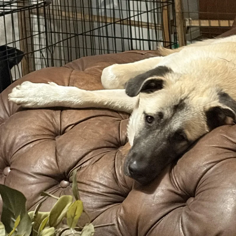 An adult large-sized female Anatolian Shepherd dog named Fannie for adoption in Conroe, TX