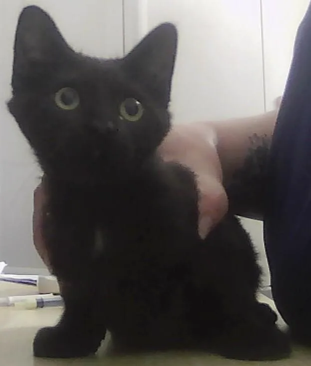 A baby small-sized female Black Domestic Short Hair cat named Primrose for adoption in Anoka, MN