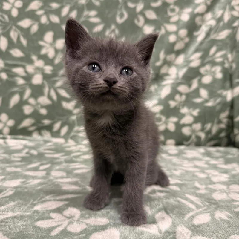 A baby small-sized male Gray / Blue / Silver Domestic Short Hair cat named Mccartney for adoption in Delaware, OH