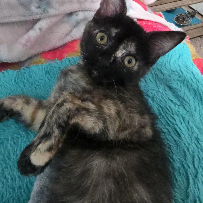 A baby medium-sized female Orange / Red Tortoiseshell cat named Suki for adoption in Midvale, UT