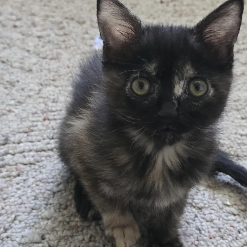 Suki thumbnail 3
