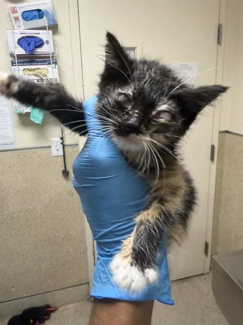 A baby small-sized female Domestic Short Hair cat named Confetti for adoption in Riverside, CA