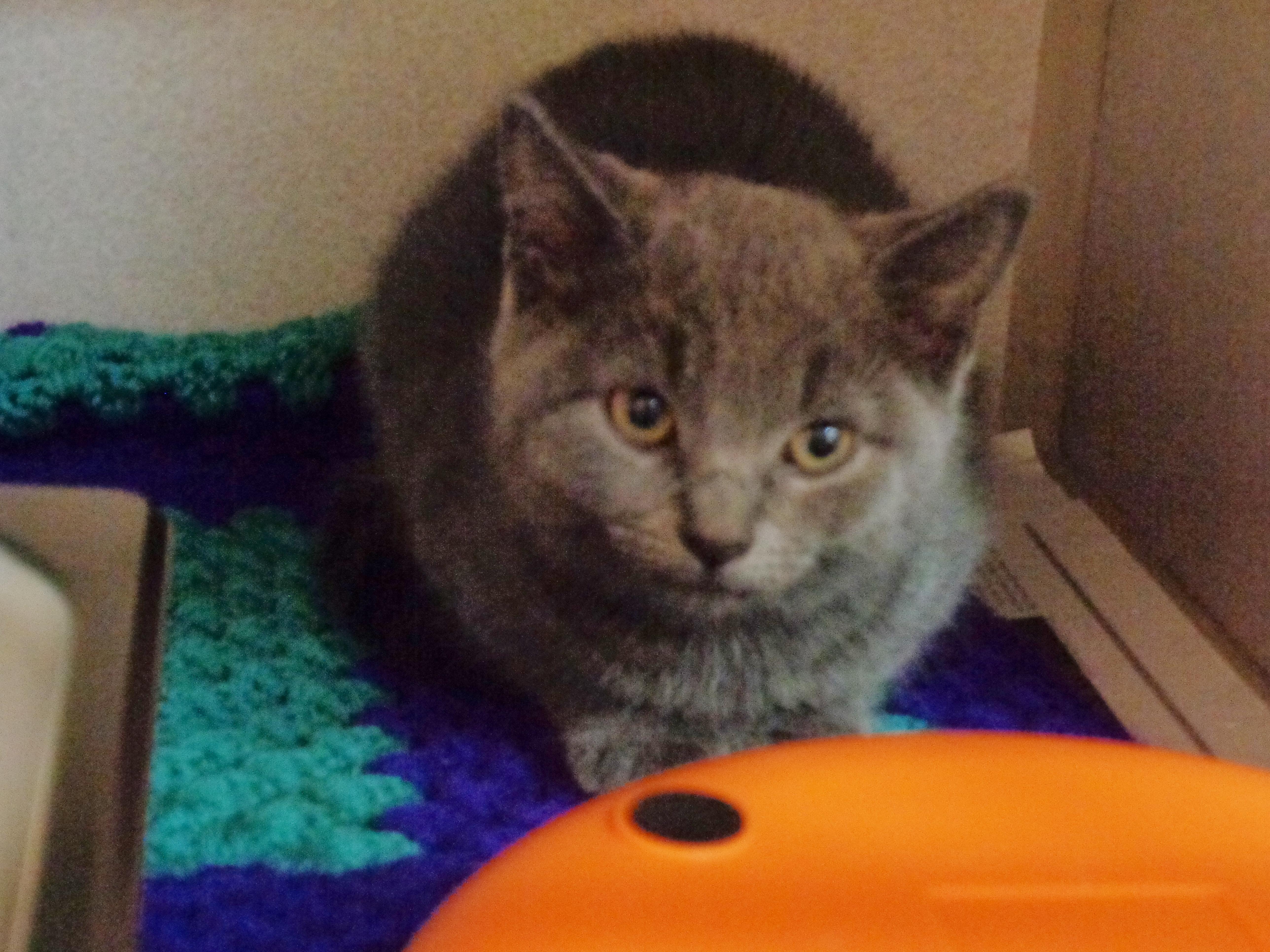 A baby small-sized female Gray / Blue / Silver Domestic Short Hair cat named Tootsie Roll for adoption in Delhi, NY