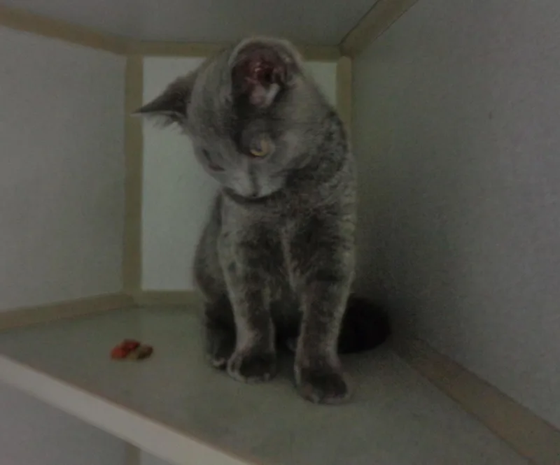 Tootsie Roll thumbnail 3