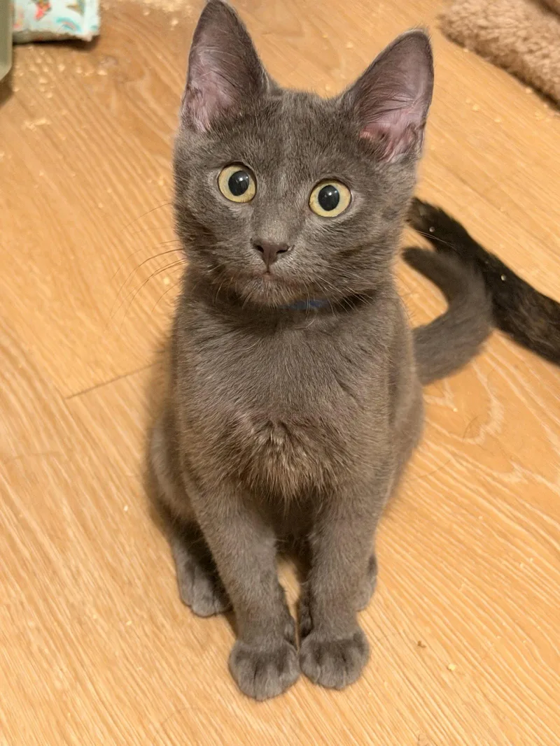 A baby medium-sized male Gray / Blue / Silver Domestic Short Hair cat named Flint for adoption in Wheaton, IL