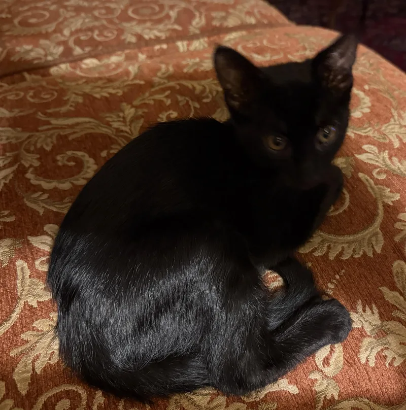 A baby medium-sized female Black Domestic Short Hair cat named Large Marge for adoption in Mayfield, NY