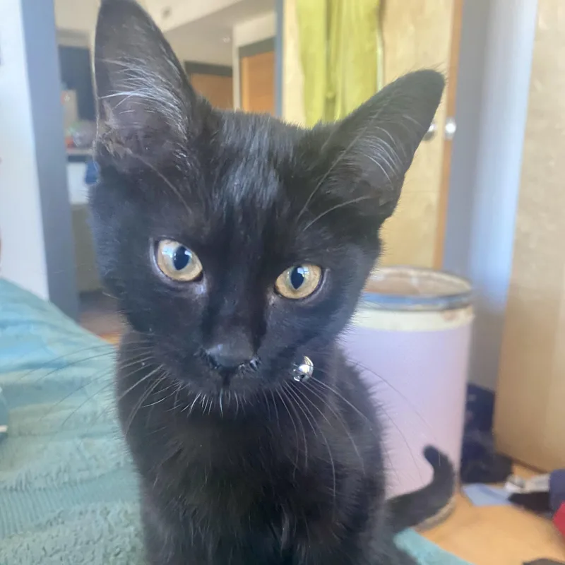 A baby small-sized male Black Domestic Short Hair cat named Lestat for adoption in Richmond, VA