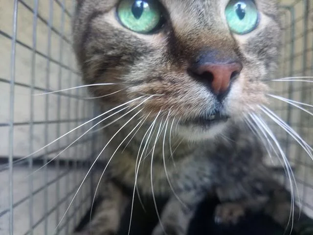 A senior large-sized male Domestic Short Hair cat named Mr Lover for adoption in Fort Lauderdale, FL