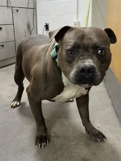 An adult large-sized male Pit Bull Terrier dog named Bingo for adoption in Upper Marlboro, MD