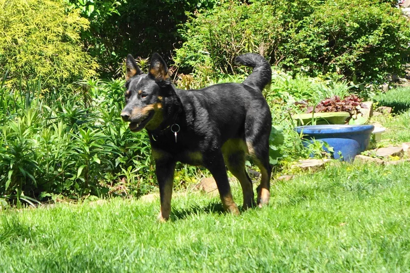 A young medium-sized female Australian Cattle Dog / Blue Heeler dog named Daisy Mae for adoption in Doylestown, PA