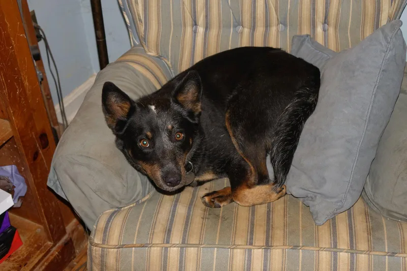 Daisy Mae thumbnail 3