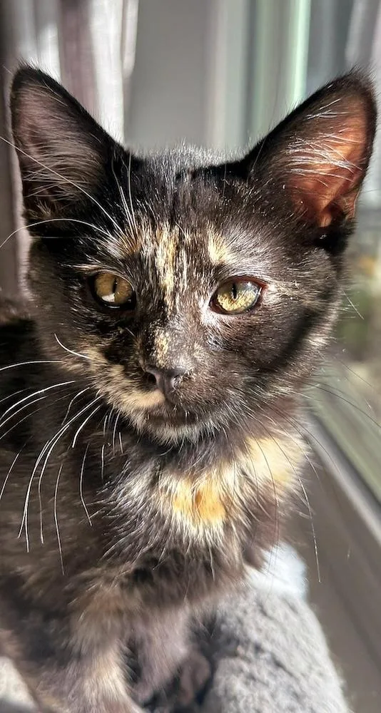 A baby medium-sized female Tortoiseshell cat named ChevyL for adoption in North Highlands, CA