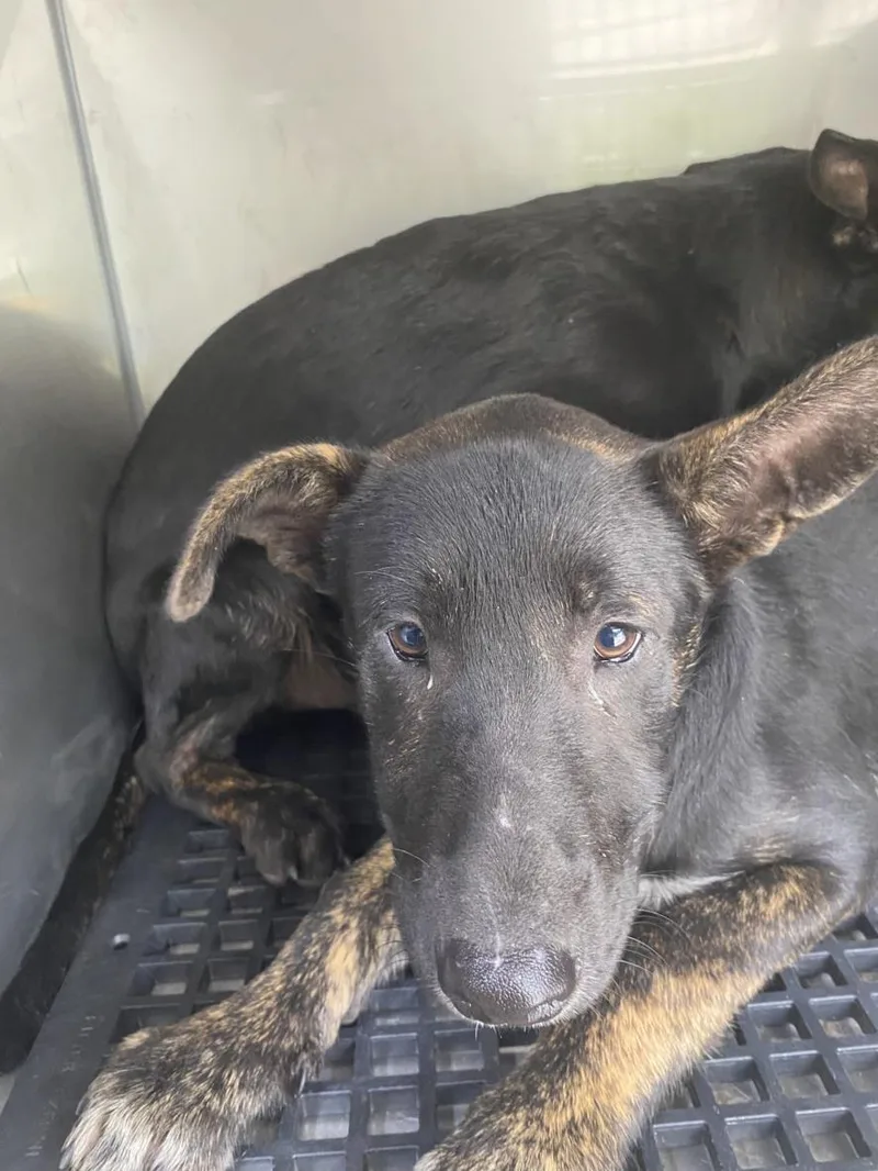 A baby small-sized male Mixed Breed dog named Chance for adoption in Dallas, TX