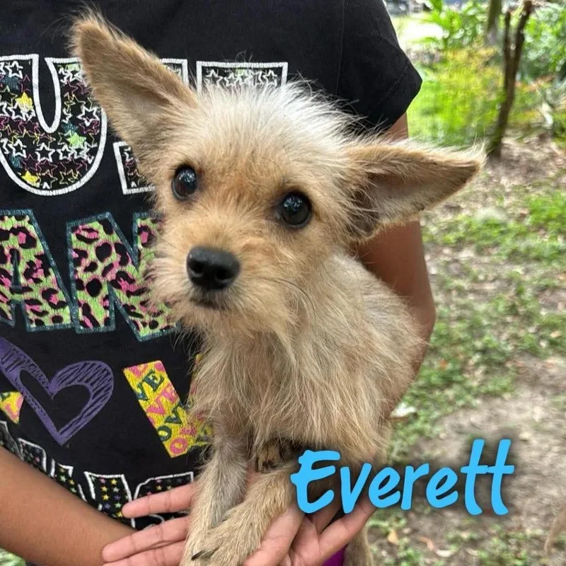 Everett