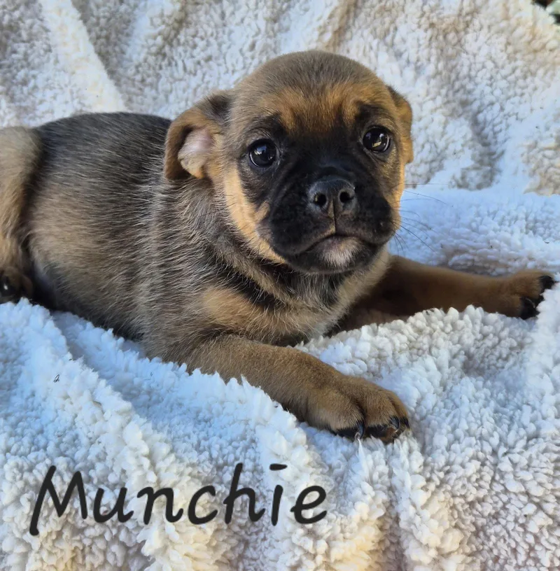 A baby small-sized female Pug dog named Munchie for adoption in Phelan, CA