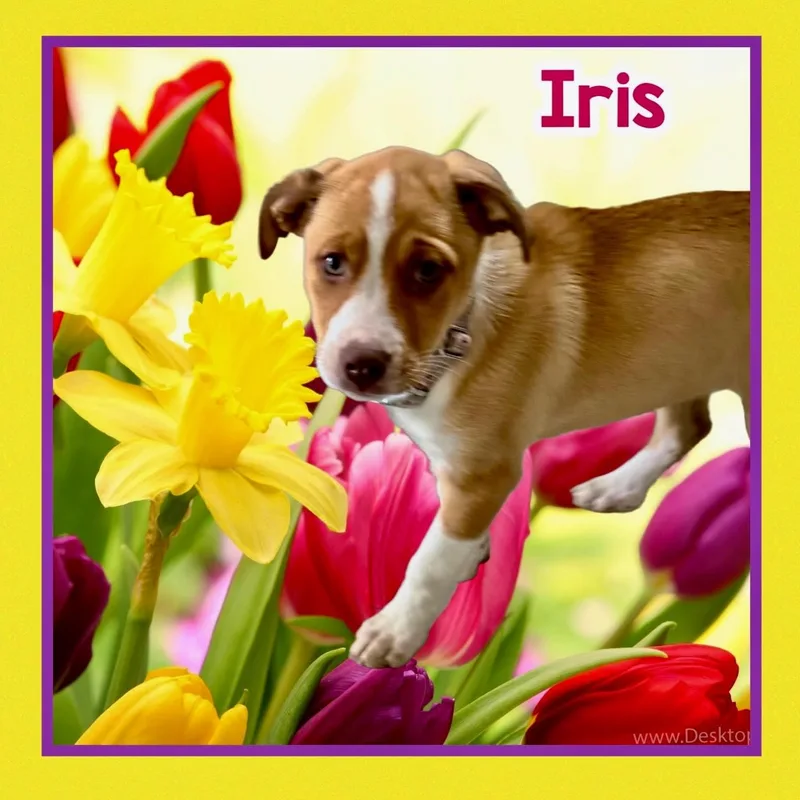 A young medium-sized female Bicolor Husky dog named Iris for adoption in Raleigh, NC