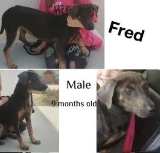 Fred thumbnail 4