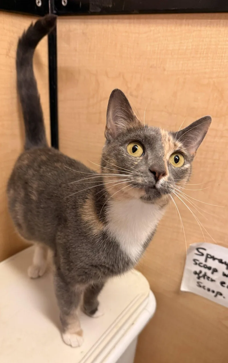 An adult medium-sized female Dilute Calico cat named Jillian for adoption in Spring Lake, NJ