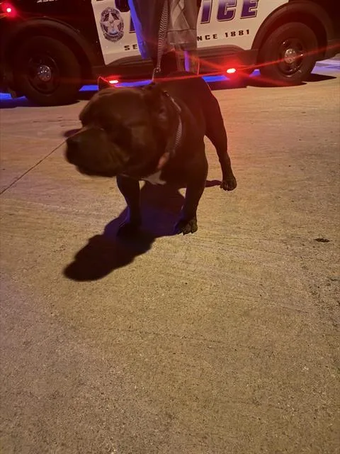 An adult large-sized male Mixed Breed dog named Blue for adoption in Dallas, TX
