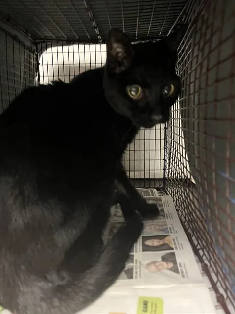 An adult large-sized female Domestic Short Hair cat named Ghost for adoption in Miami, FL