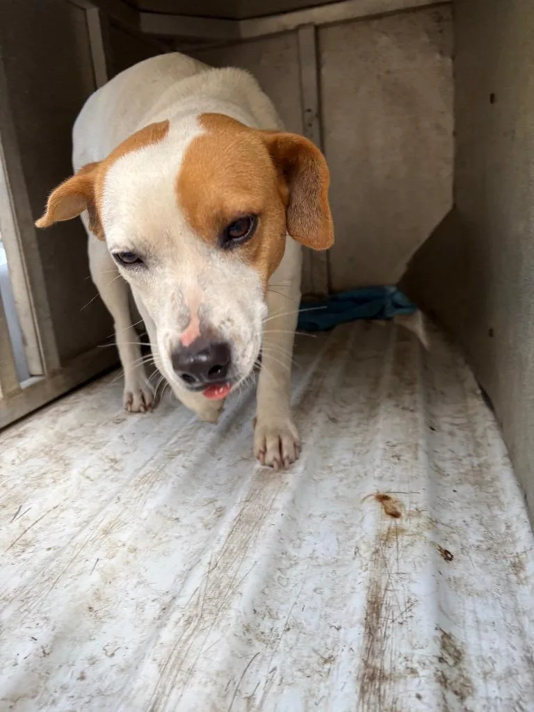 A young medium-sized female Mixed Breed dog named Mama for adoption in Effingham, SC