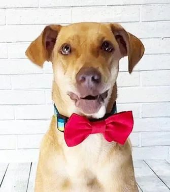 A young medium-sized female Brown / Chocolate Labrador Retriever dog named Shelbia for adoption in Castro Valley, CA