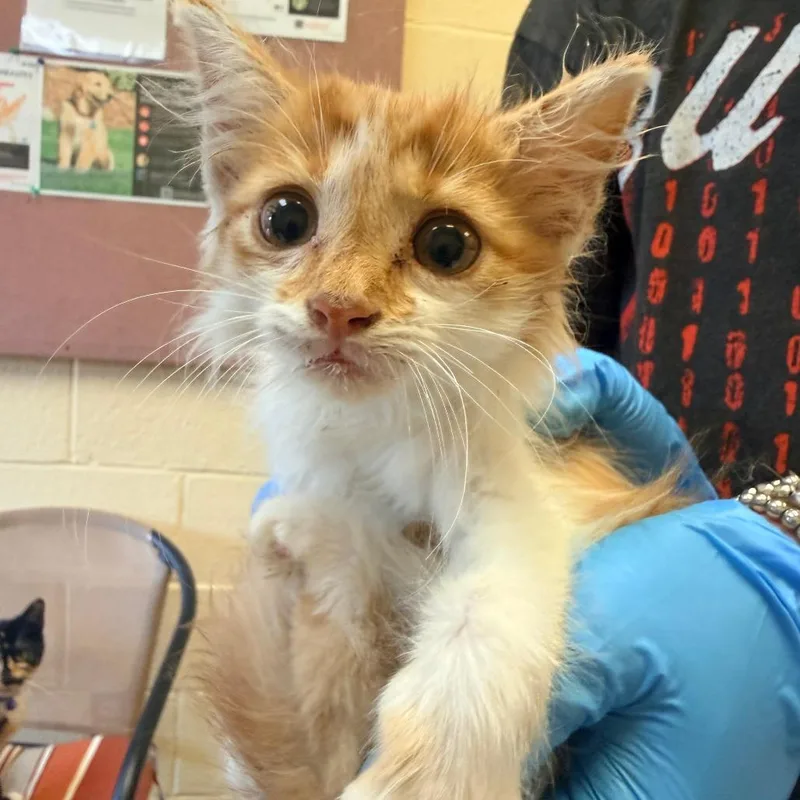 A baby small-sized male Orange / Red Domestic Medium Hair cat named Fireball for adoption in Corinth, MS