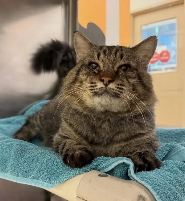 An adult small-sized male Domestic Short Hair cat named Dreamboat for adoption in Austin, TX