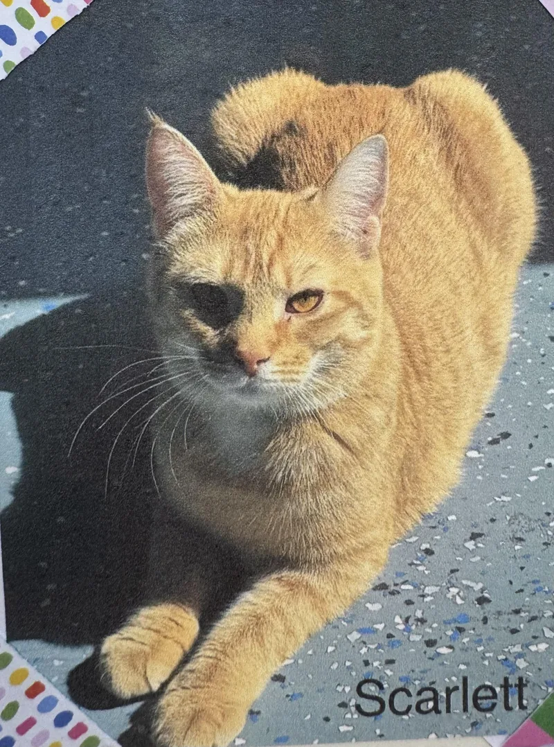 A young medium-sized female Orange / Red Domestic Short Hair cat named Scarlett for adoption in Ulster, PA