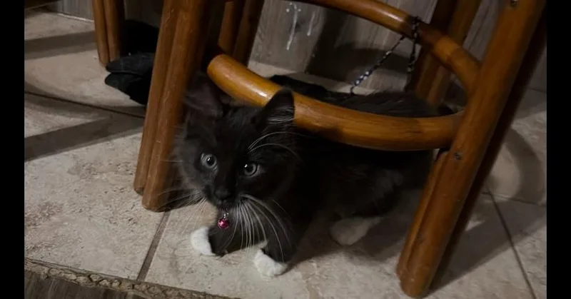Cosmo