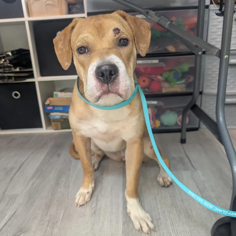 An adult medium-sized female Yellow / Tan / Blond / Fawn Mixed Breed dog named Biscuit for adoption in Emporia, KS