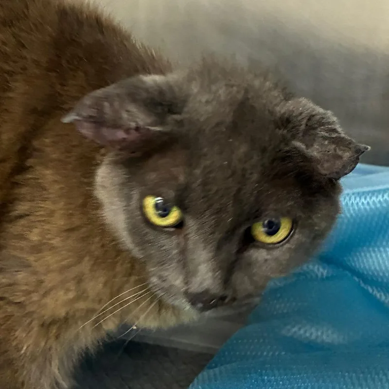 A senior small-sized female Gray / Blue / Silver Domestic Short Hair cat named Church for adoption in Bronson, FL