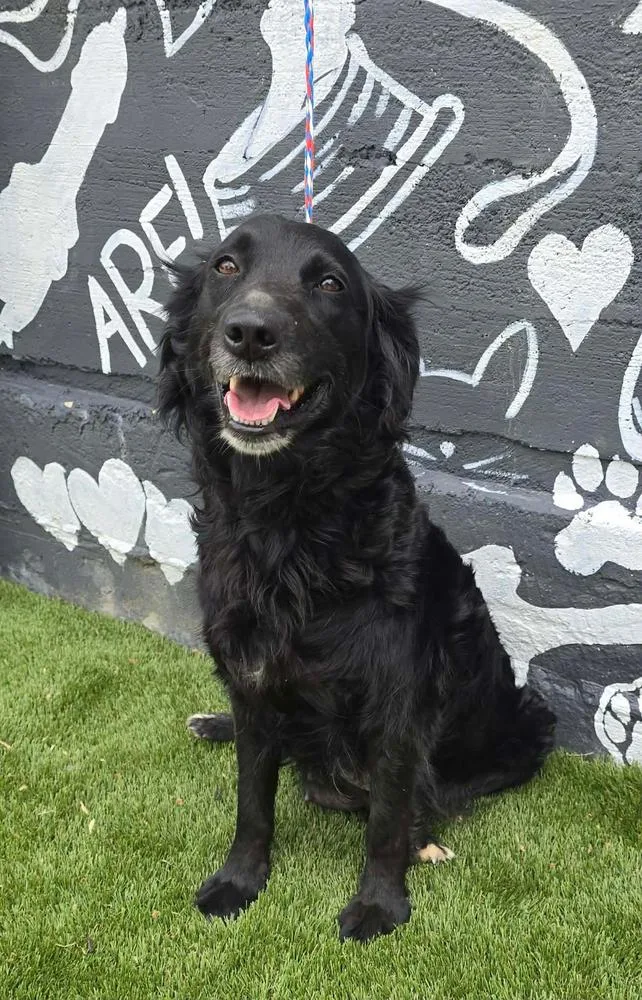 A young medium-sized female Flat-Coated Retriever dog named Beatrice for adoption in Manhattan, NY