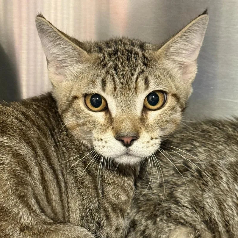 A young small-sized male Brown / Chocolate Domestic Short Hair cat named Soul Evans for adoption in Tucson, AZ