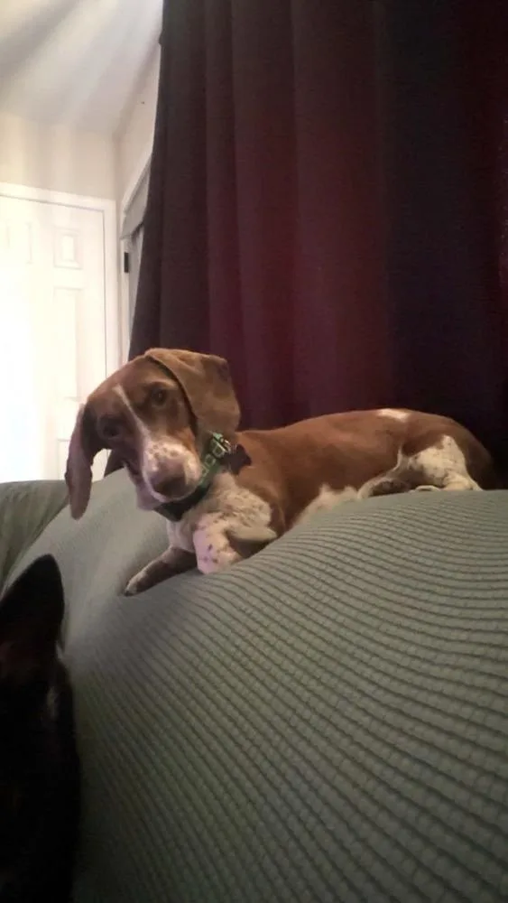 Buster thumbnail 5
