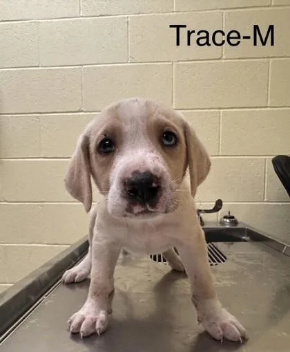 A baby small-sized male Mixed Breed dog named Trace for adoption in Guntersville, AL