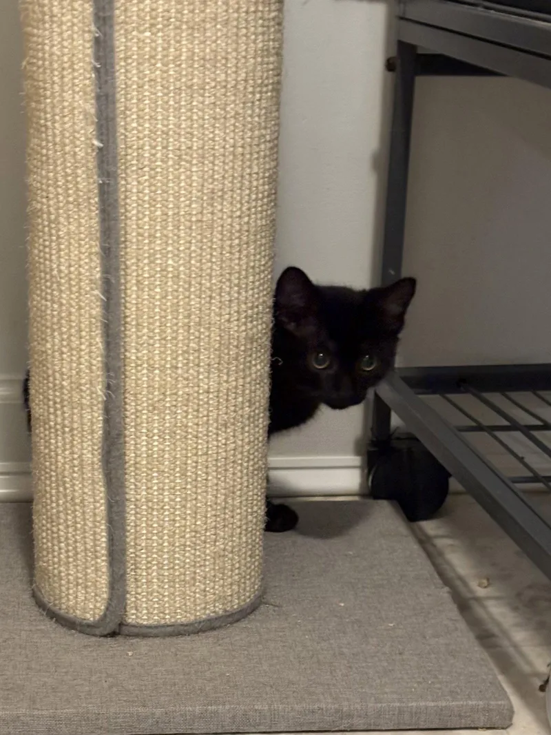A baby medium-sized female Black Domestic Short Hair cat named Coraline for adoption in Seaford, DE