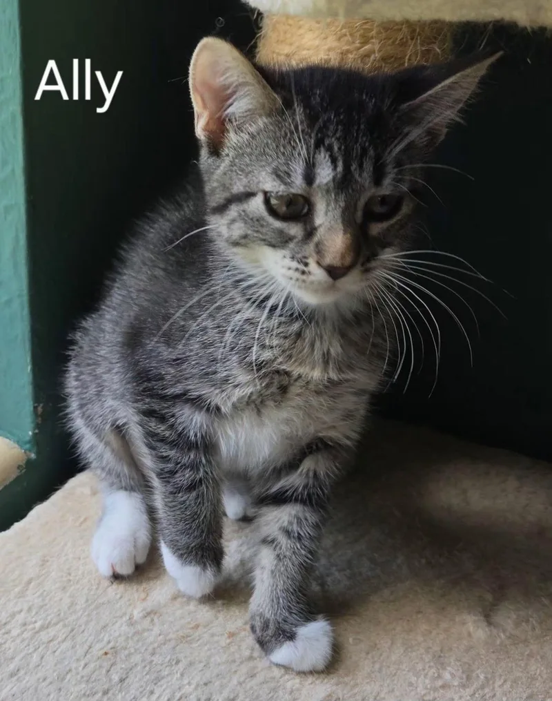 A baby medium-sized female Domestic Short Hair cat named Ally for adoption in Oviedo, FL