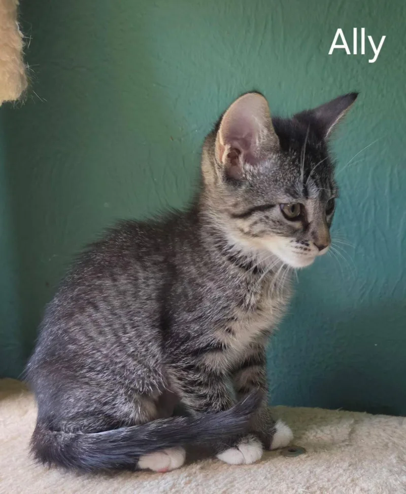 Ally thumbnail 2