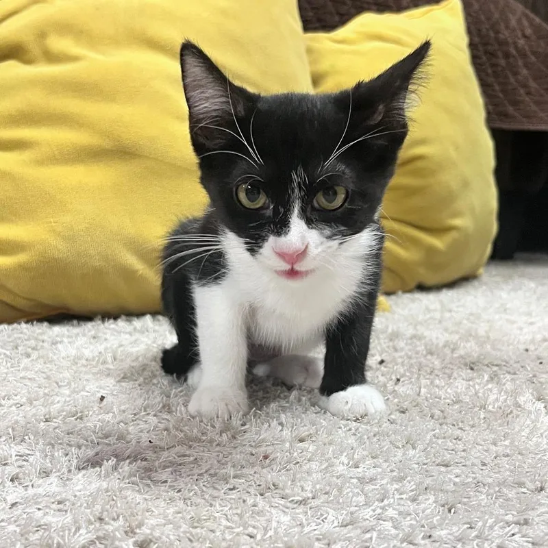 A baby small-sized female Black Domestic Short Hair cat named Swedish Fish for adoption in Valdosta , GA