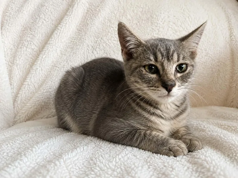 A baby small-sized female Tabby (Gray / Blue / Silver) Domestic Short Hair cat named Smokey for adoption in Gladstone, OR