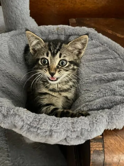 A baby medium-sized female Tabby cat named Charli for adoption in Orlando, FL