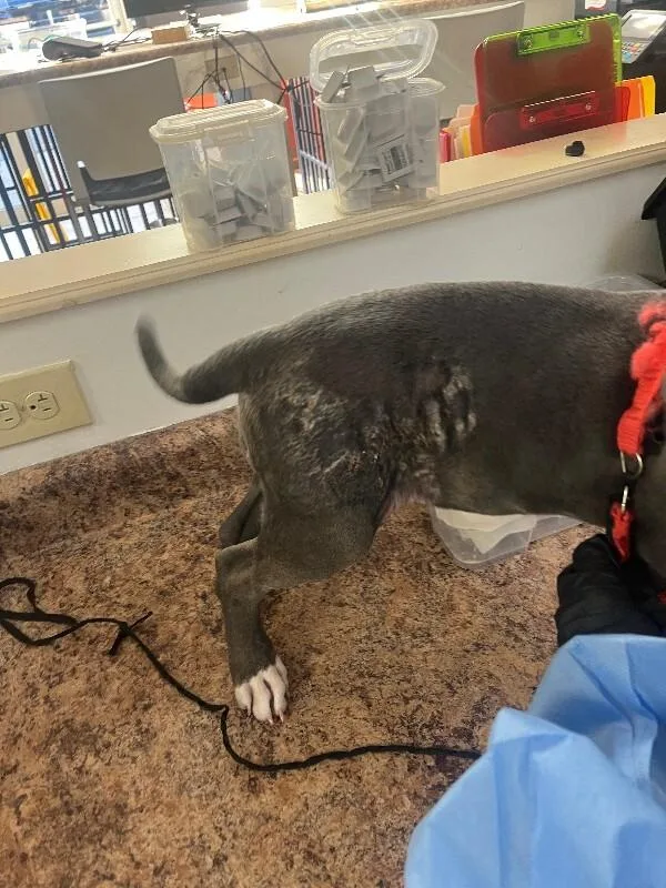 A young small-sized female Gray / Blue / Silver Mixed Breed dog named Azula for adoption in Cincinnati, OH