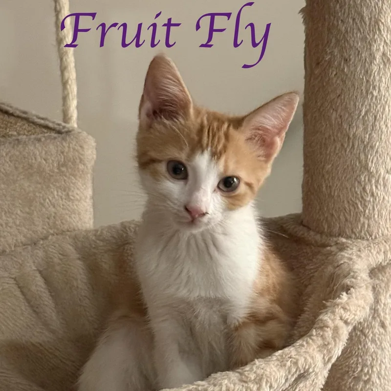 A baby medium-sized female Tabby (Brown / Chocolate) Domestic Short Hair cat named Sneakers O'Toole...those eyes for adoption in Murfreesboro, TN