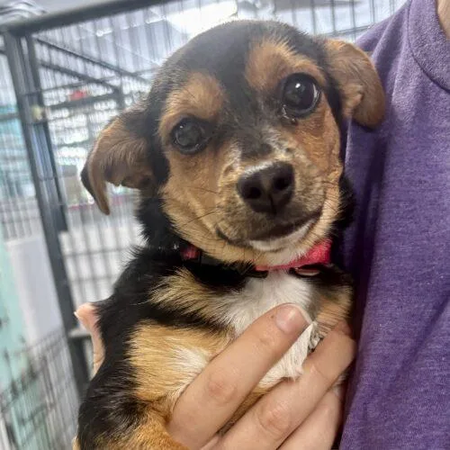 A baby small-sized female Tricolor (Brown, Black, & White) Yorkshire Terrier dog named Caboose for adoption in Broken Arrow, OK