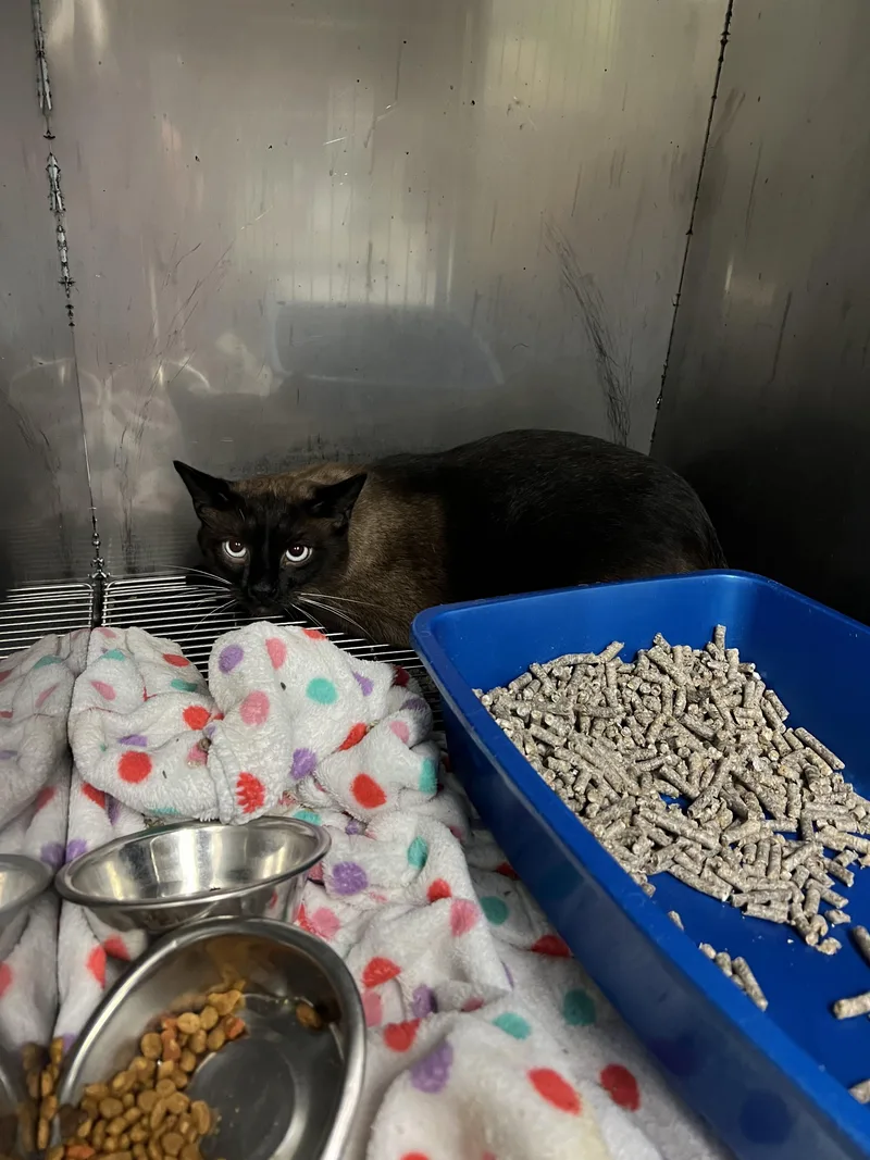 A young large-sized male Black Siamese cat named Eli for adoption in Sparta, NC