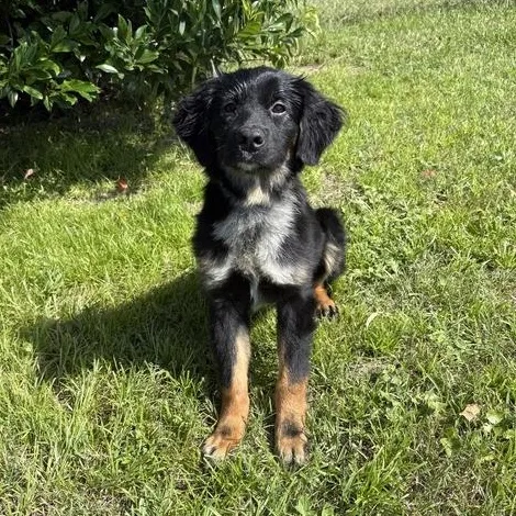 A young medium-sized female Black Australian Shepherd dog named Lulu for adoption in Valdosta, GA