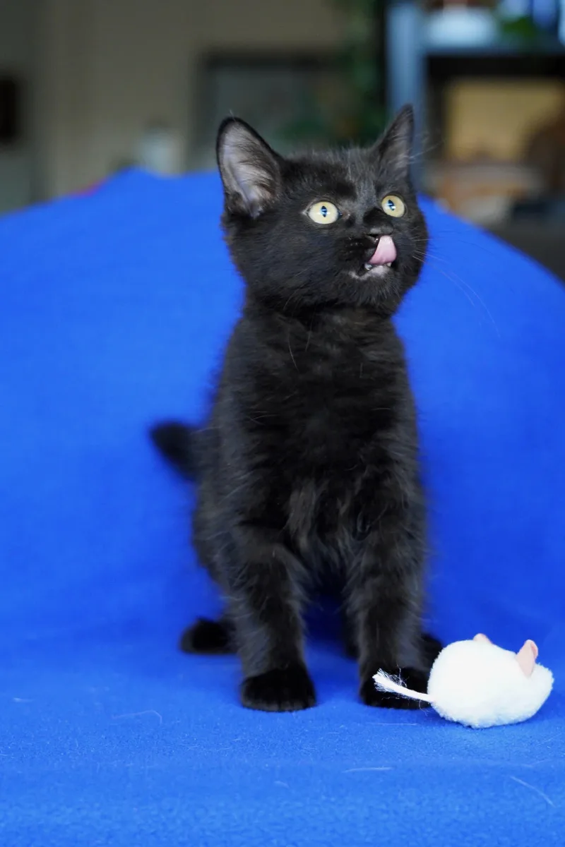 A baby small-sized male Black Domestic Medium Hair cat named Jett for adoption in San Diego, CA